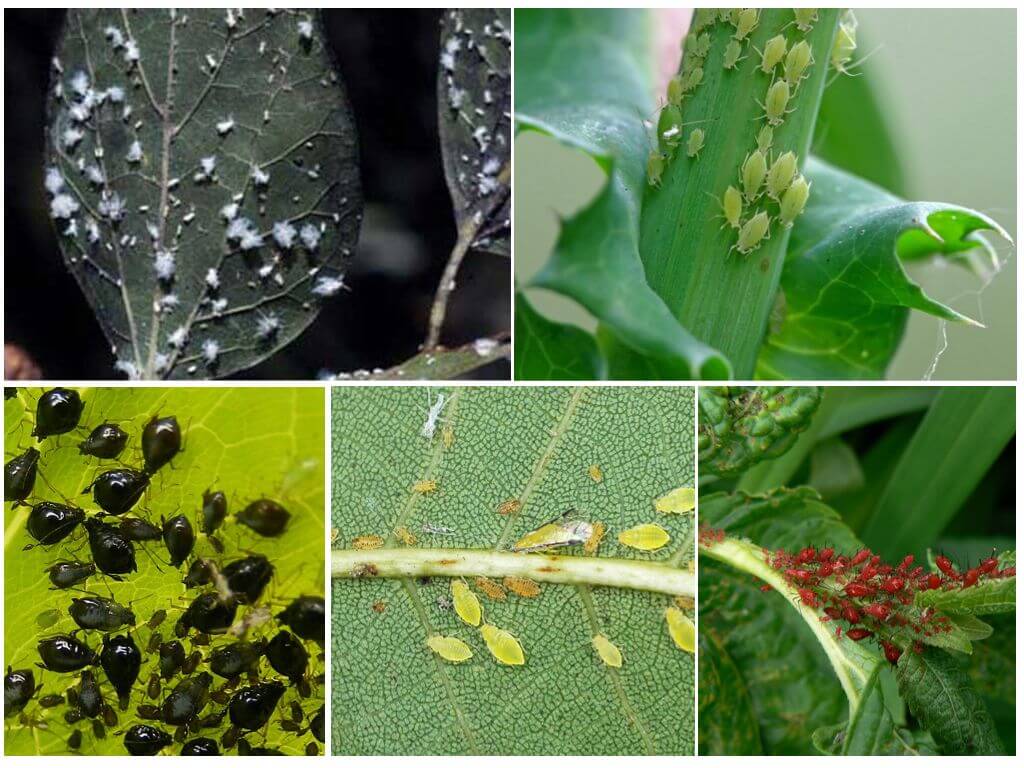 Комнатные растения вредители на листьях фото с названиями