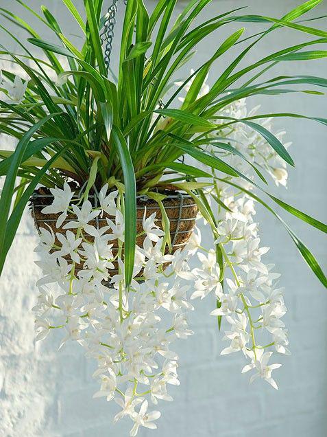 Ампельные растения орхидея Цимбидиум