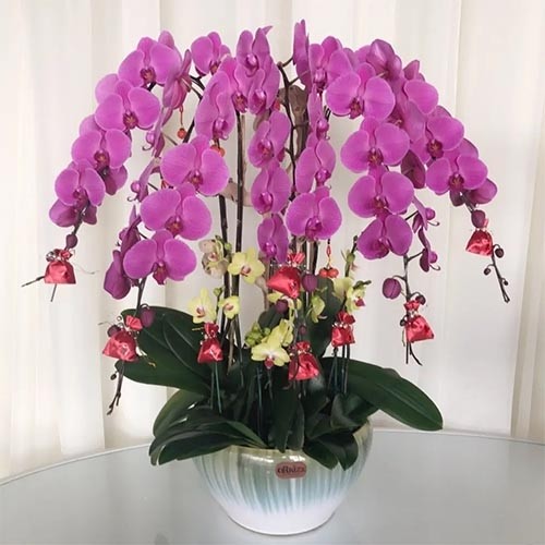 Ампельные растения орхидея фаленопсис