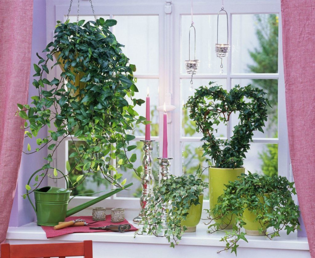 Ампельные растения в окне