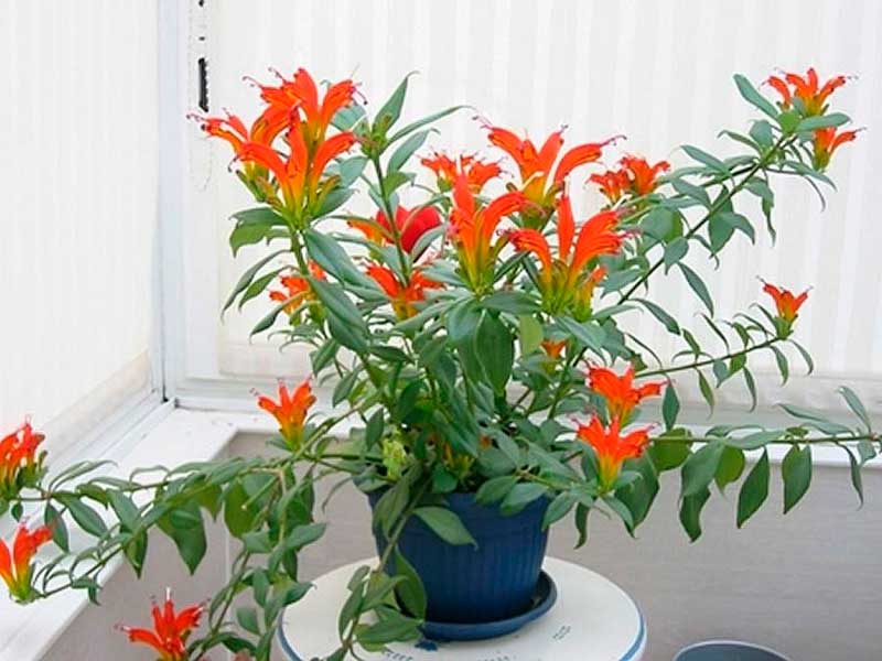 Ампельное оранжевое комнатное растение эсхинантус