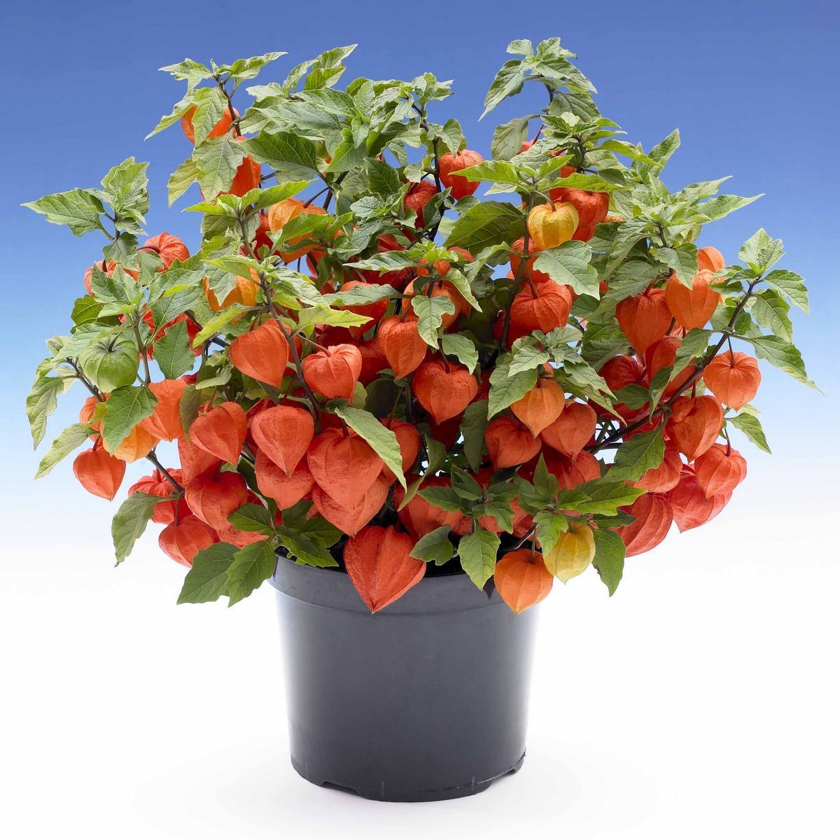 Оранжевое комнатное растение физалис