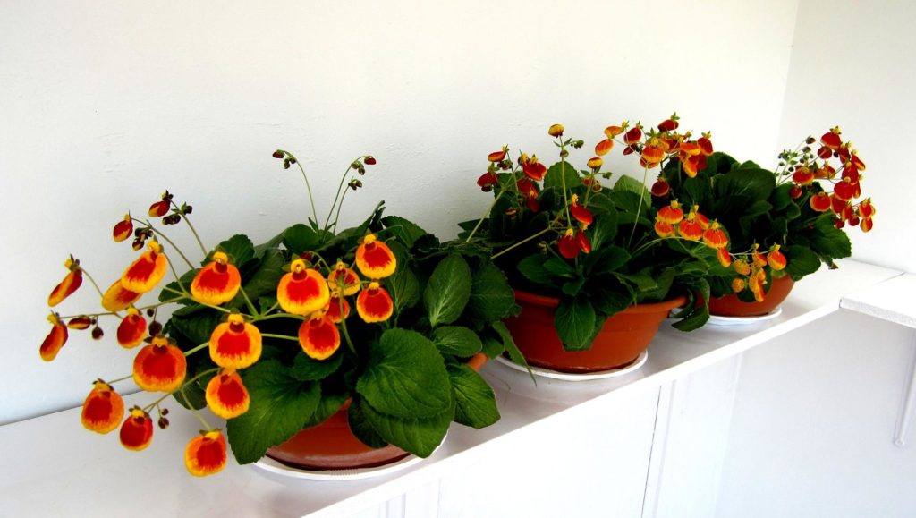Оранжевое комнатное растение кальцеолярия