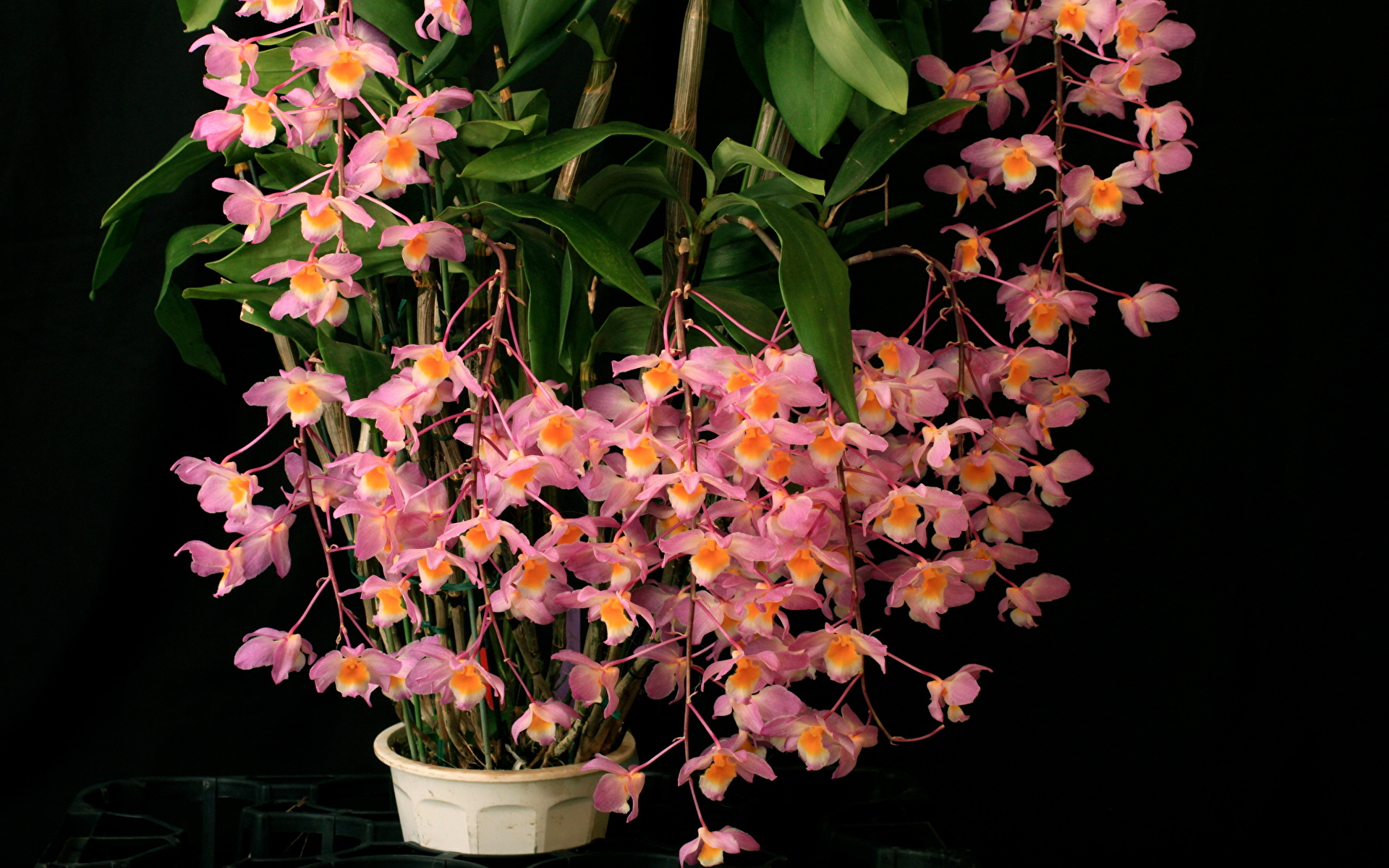 Орхидея Криптоцерас