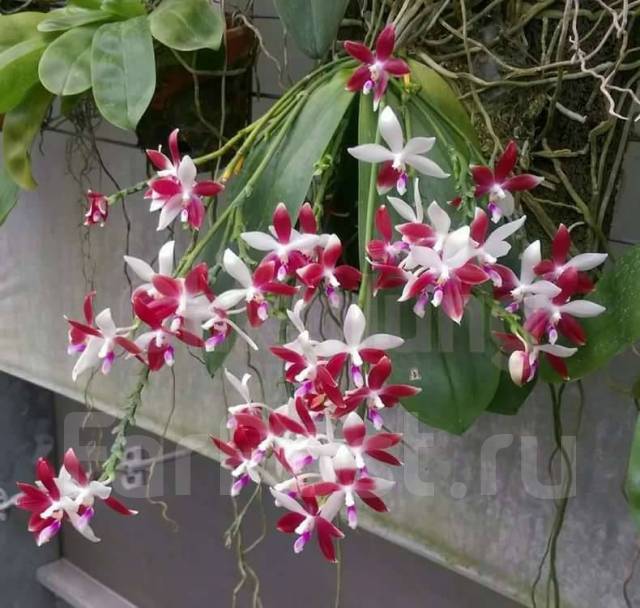 Орхидея ампельные растения