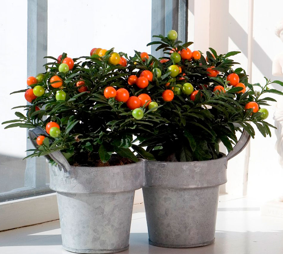 Оранжевое комнатное растение паслен