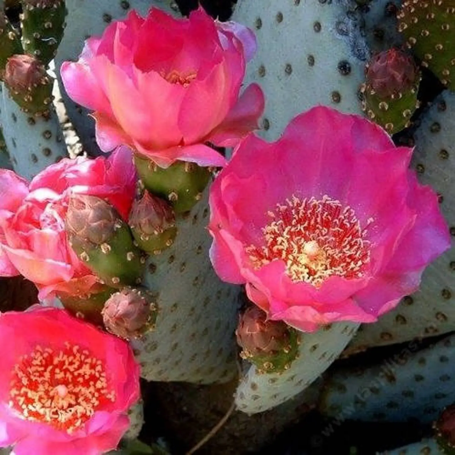 Opuntia azurea (Италия) зимостойкая