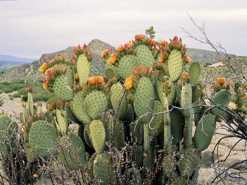 Опунция (Opuntia) кактус с плодами