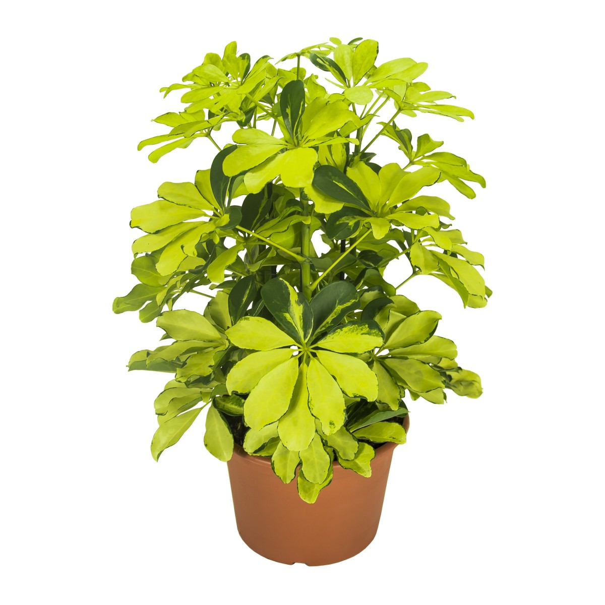 Шеффлера древовидная Schefflera arboricola