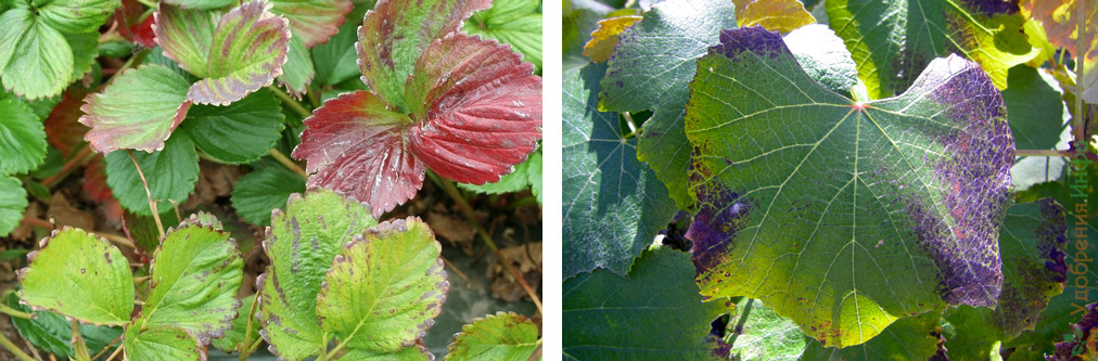 Фосфорное голодание растений -требуется  удобрение минеральное для комнатных цветов
