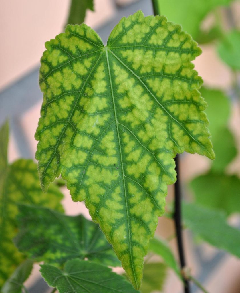 Хлороз листьев, требуется  удобрение минеральное для комнатных цветов