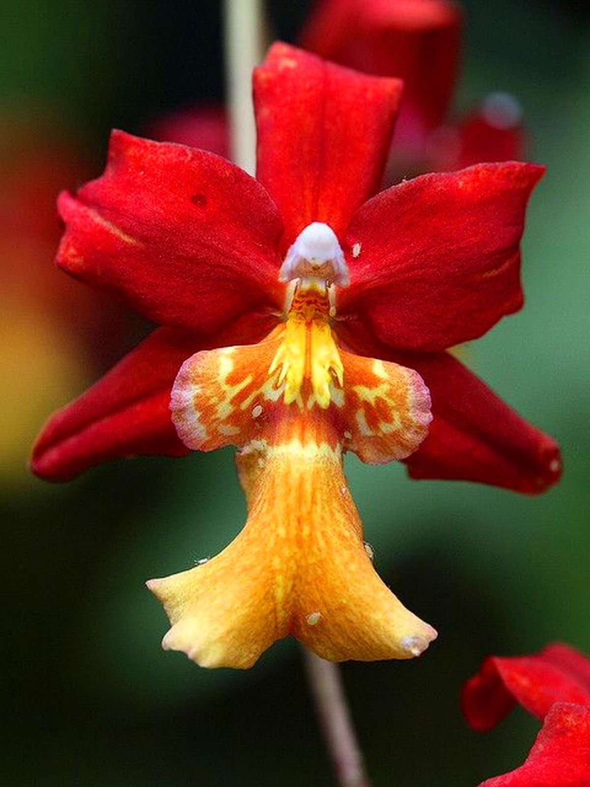 Самый редкий вид в саду орхидей орхидея-балерина (Ballerina Orchid) 