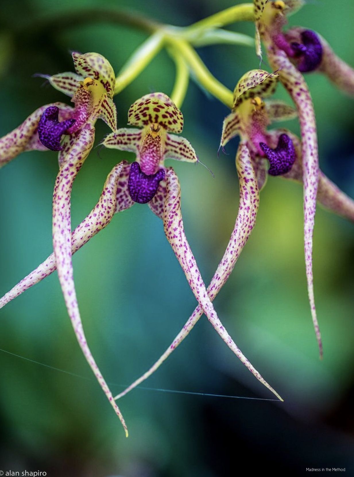 Caladenia melanema