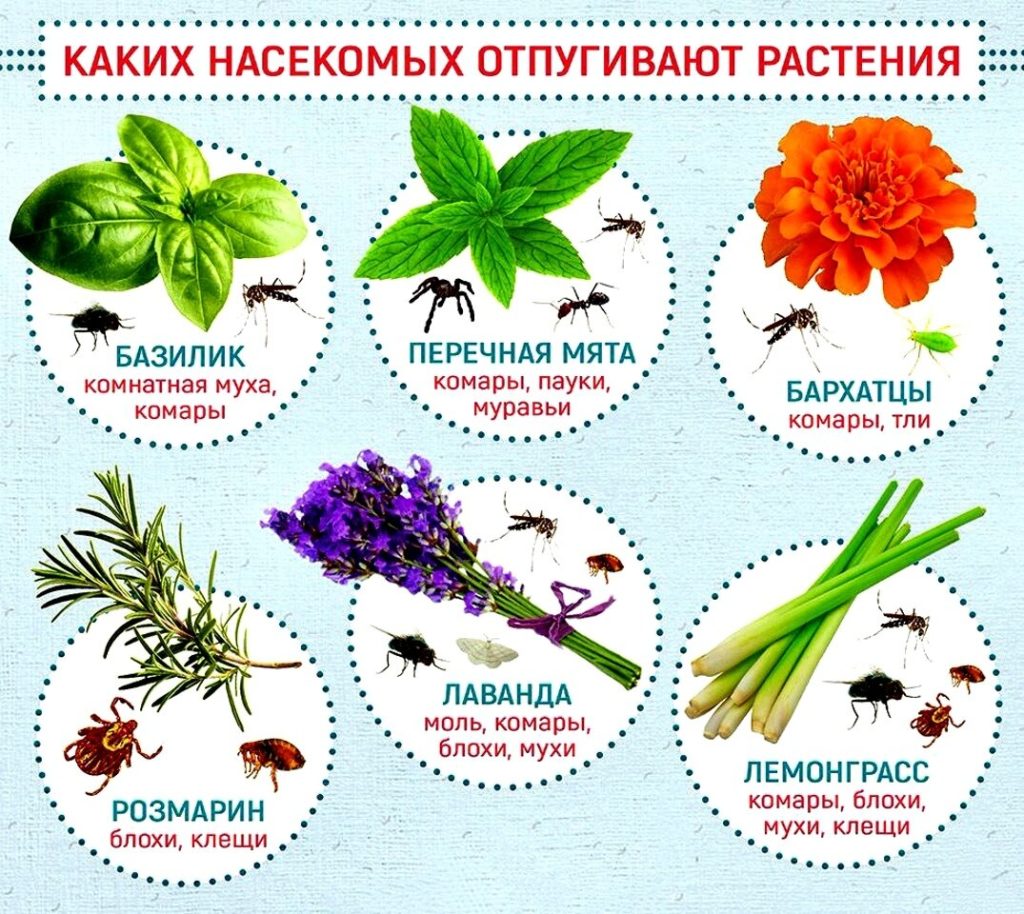 Цветы которые отпугивают насекомых