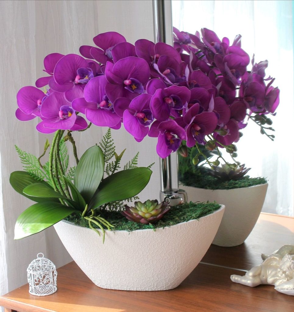 Комнатный цветок фаленопсис. Янтарная кислота для растений стимулятор и биорегулятор