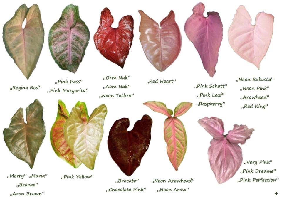 Виды Сингониума в красоте и разнообразии листьев