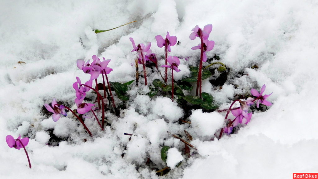 Цикламены первоцветы в снегу