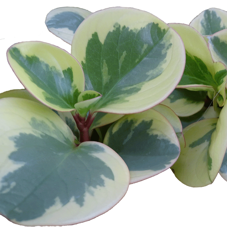 Пеперомия туполистная variegata