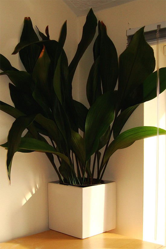 Тенелюбивое растение Аспидистра в комнатных условиях 