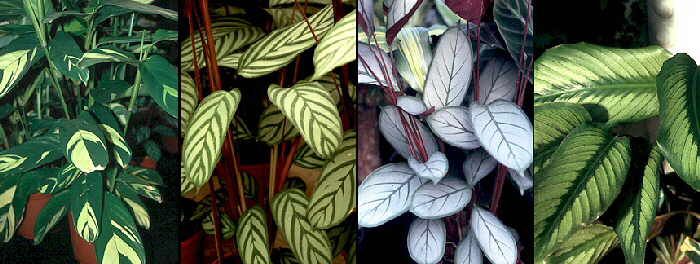 Красота окраски листьев ктенанте