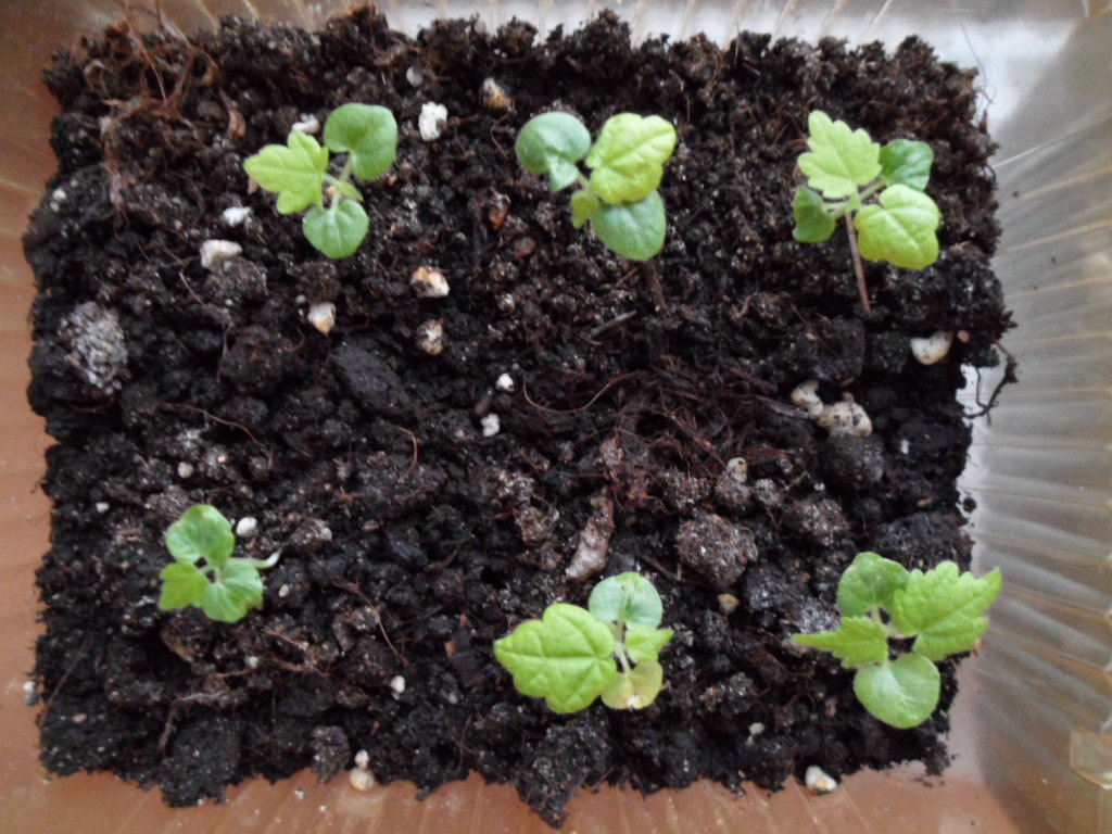 Проращиваем абутилона, комнатного клена из семян