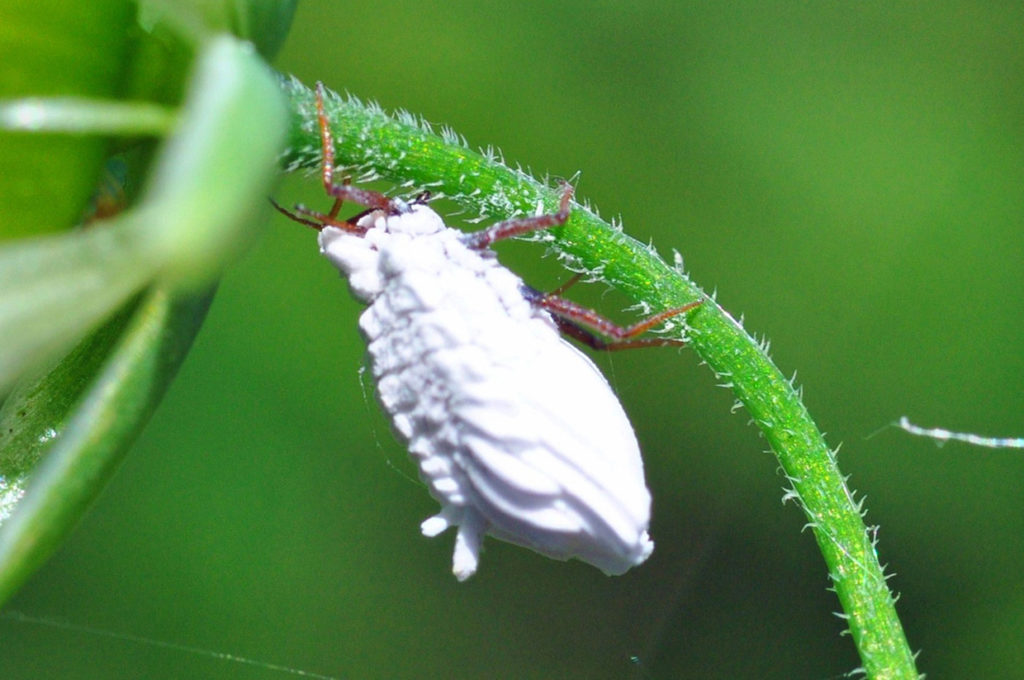Кокциды- червец Крапивный, насекомое вредитель