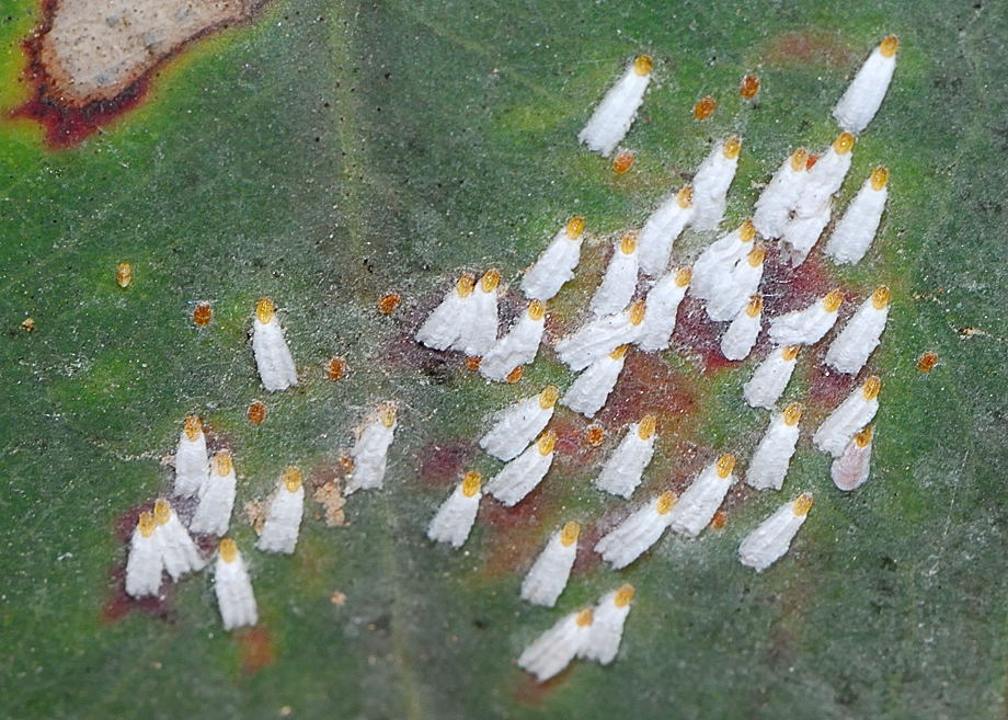 Кокциды- личинки насекомого вредителя- щитовка