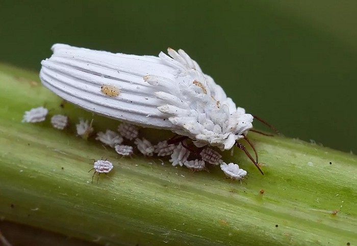 Кокциды-мучнистый червец с личинками, насекомое вредитель