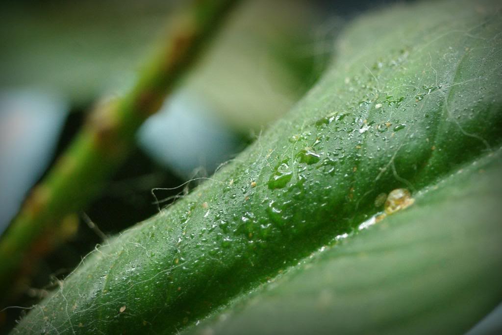 Кокциды-щитовка оставляет налет на комнатных растениях, насекомое вредитель
