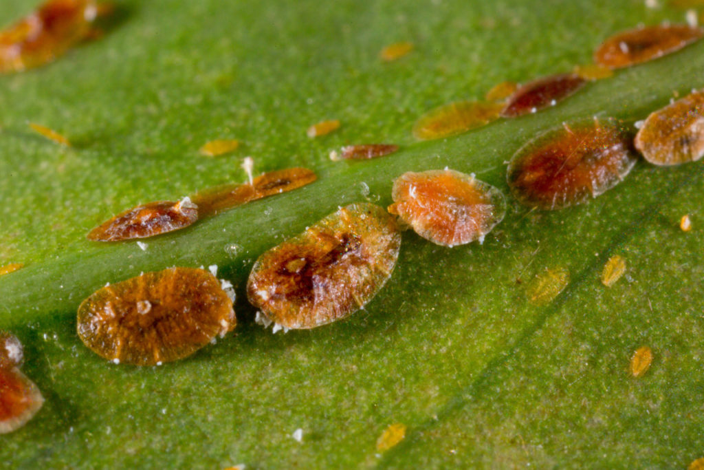 Кокциды-пальмовая щитовка, насекомое вредитель