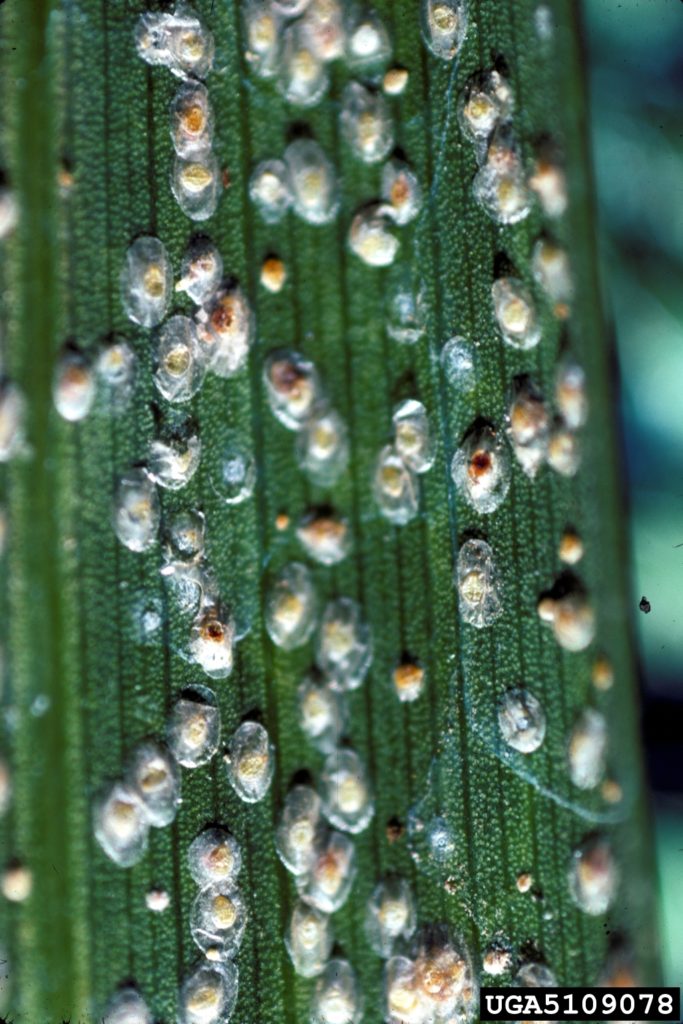Кокциды-щитовка и ложнощитовка на папоротнике, насекомое вредитель
