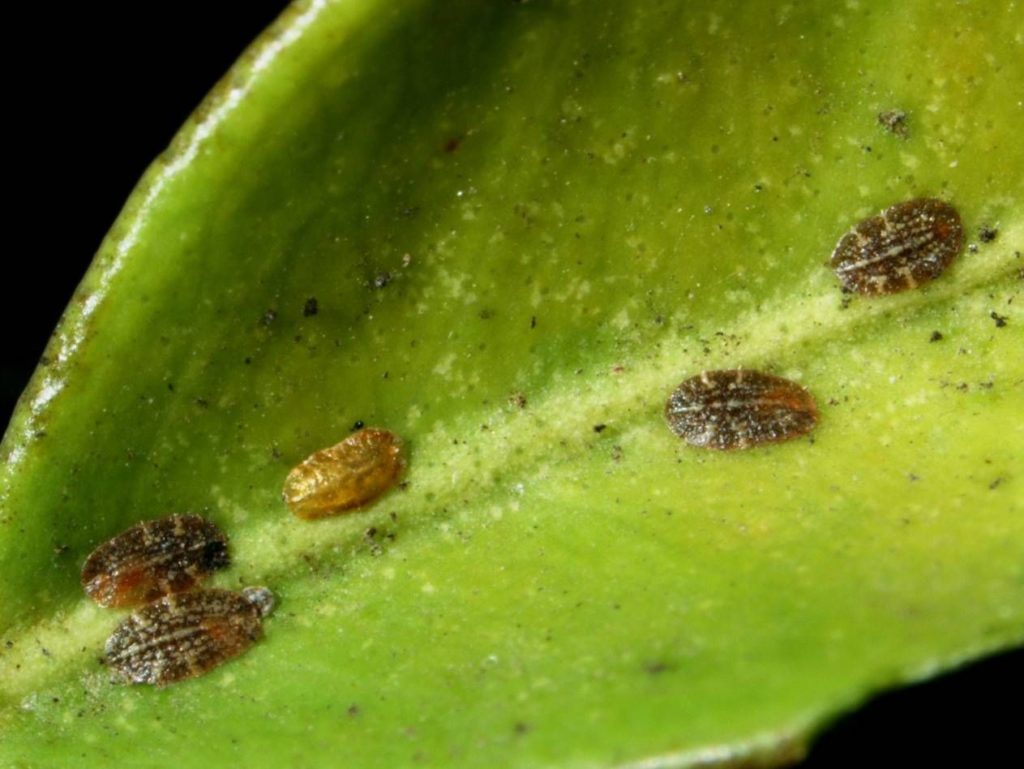 Кокциды-щитовка и ложнощитовка на замиокулькасе, насекомое вредитель