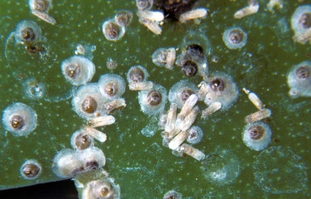 Кокциды-щитовка личинки бродяжки, насекомое вредитель