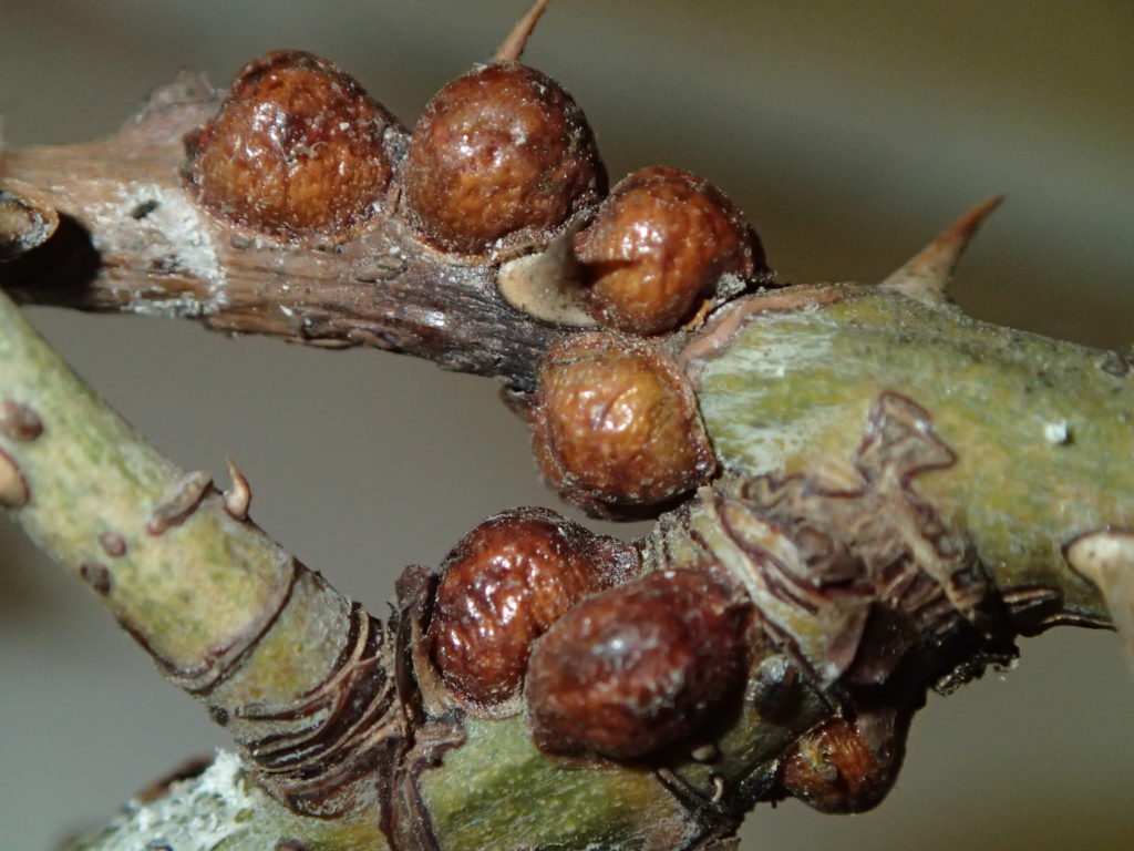 Кокциды-виноградная щитовка подушечница, насекомое вредитель